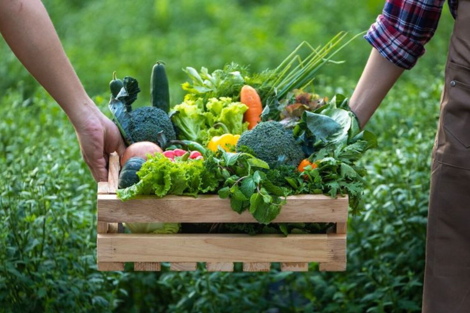 ATELIER PERMACULTURE: 'Je démarre mon potager'