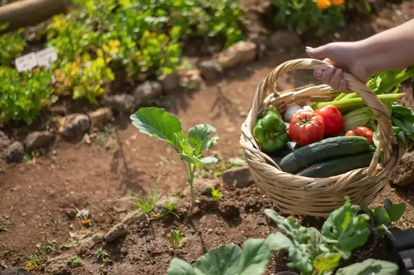 Atelier Permaculture Avril : 'Réussir ses cultures d'été'